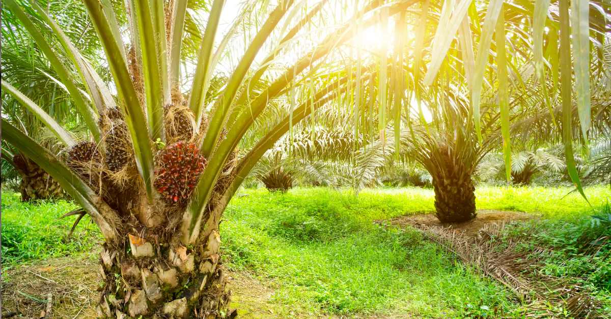 Konsultan Lingkungan Profesional